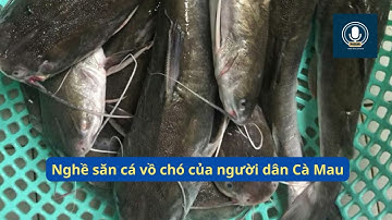 Nghề săn cá vồ chó của người dân Cà Mau