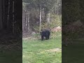 Bear plays baseball in family's backyard on Mother's Day