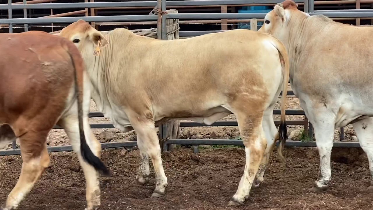 jersey brahman cross