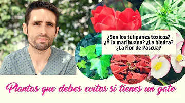 ¿Qué cantidad de tulipán es venenosa para los gatos?