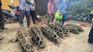 Khám phá, chia sẻ chợ  bán lợp cắp nách, lợn thịt cho mọi người nhu cầu mua lợn Tết | Hoàng Quyền