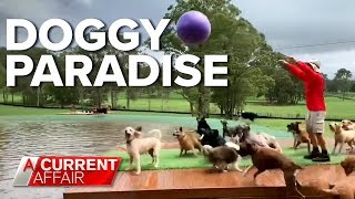 Aussie man's incredible dog oasis | A Current Affair