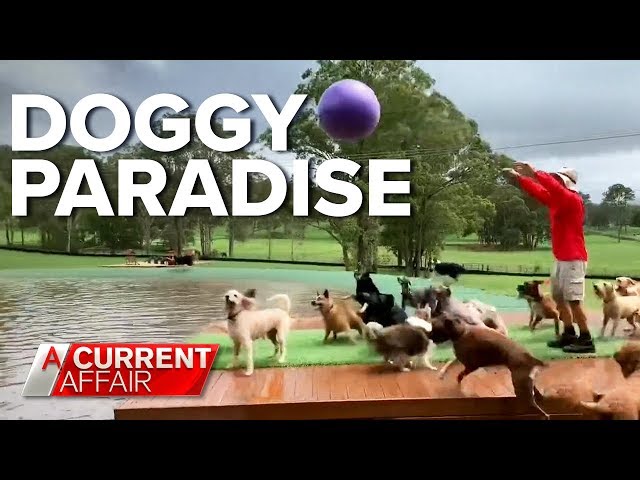 Aussie man's incredible dog oasis | A Current Affair class=