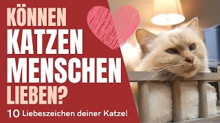 Können Katzen Menschen lieben? Liebt mich meine Katze? - 10 Liebeszeichen ❤️