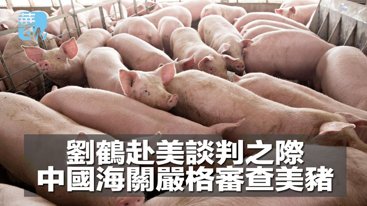 劉鶴赴美談判之際，中國海關嚴格審查美豬（《華爾電視新聞》2018年5月17日） - YouTube