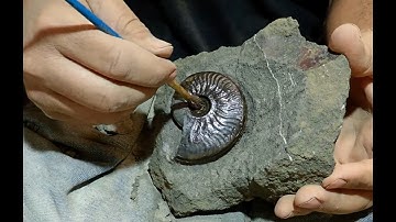 Fossil Preparation  Ammonite Graphoceras