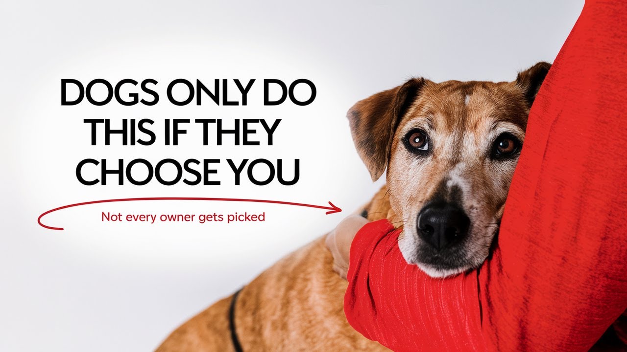 7 Signs That Your Dog Has Imprinted on You (Not Every Dog Owner) - YouTube
