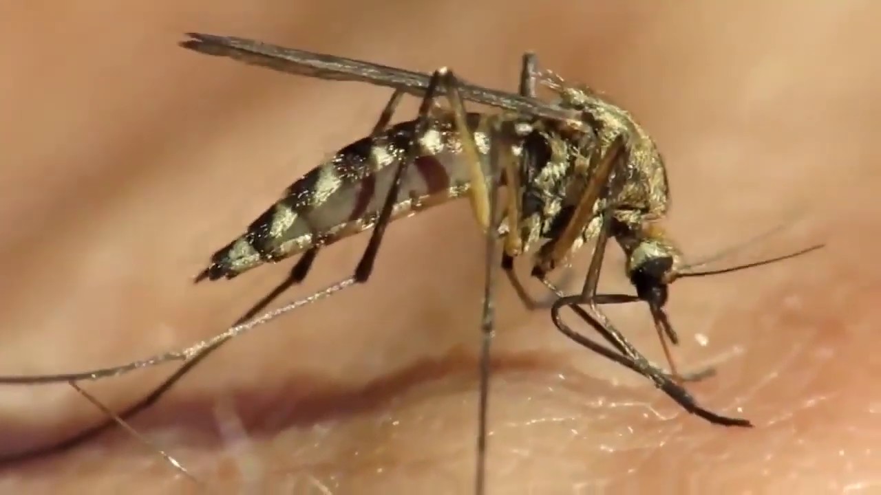 Лихорадка Западного Нила ( И чем она опасна? ) - YouTube