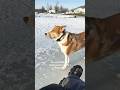 Just me, the ice, and my loyal fishing buddies ❄️🐶🎣 #fishing #nature #trending #relaxing