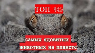 ТОП 10 самых ядовитых животных на земле ТОП 10 самых ядовитых животных на земле