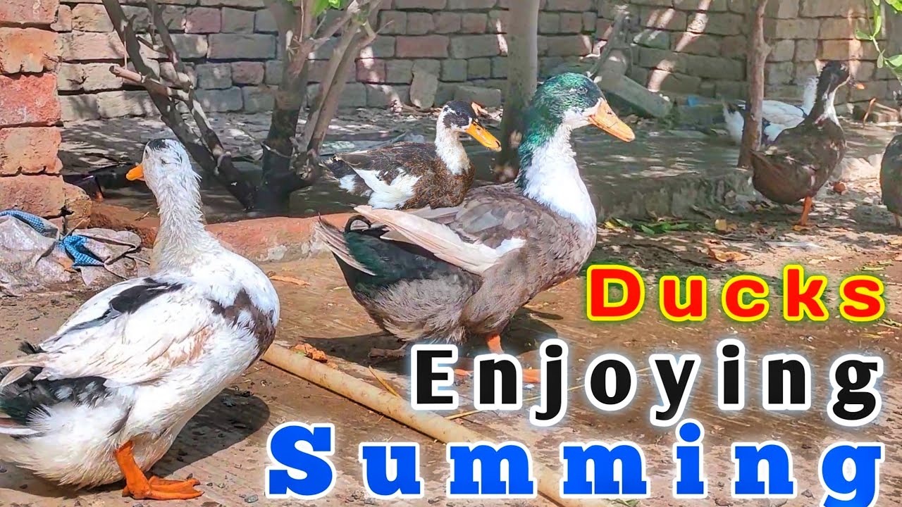 kya Ducks ko Pani Me Chorna zurori Hota ha Ducks Entertainment in