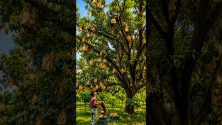 Why Are Farmers Hanging Paper Bags On Every Mango? By Shiksha SQUARE