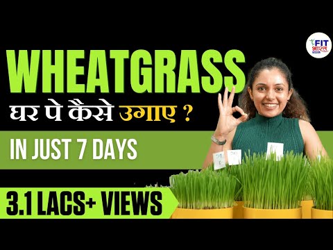 How to Grow Wheatgrass in 7 Days | Detox Your Body | A Complete Guide by Shivangi