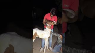राधिका की हालत 🥺! #Radhika #Horse # minivlog #shortsfeed #shorts