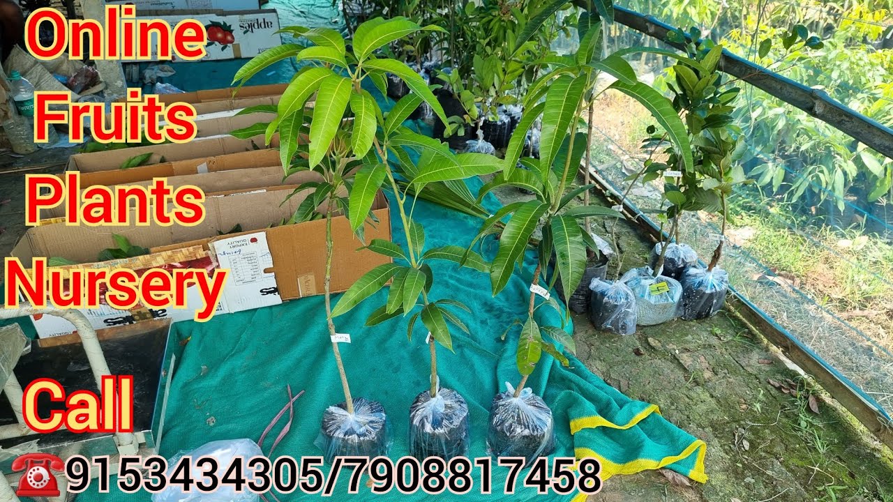 Fruits Plants Home Delivery Service Available All Over India YouTube