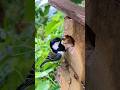 大山雀育儿 Nature 大山雀育儿 Nature