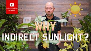 What does “indirect sunlight” actually mean, and why is it so important for your plants? 🌿☀️