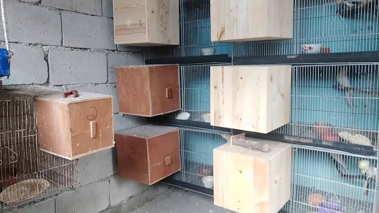 Part 2 pag lagay ng nestbox ng cockatiel at kusot/nestingmattrial