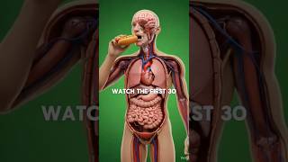 Hot Dog 3D Anatomy — What Happens To Your Body Inside #HotDog #Anatomy