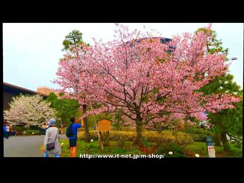国立劇場の桜 2024年4月4日 令和6年 みんなのアルバム