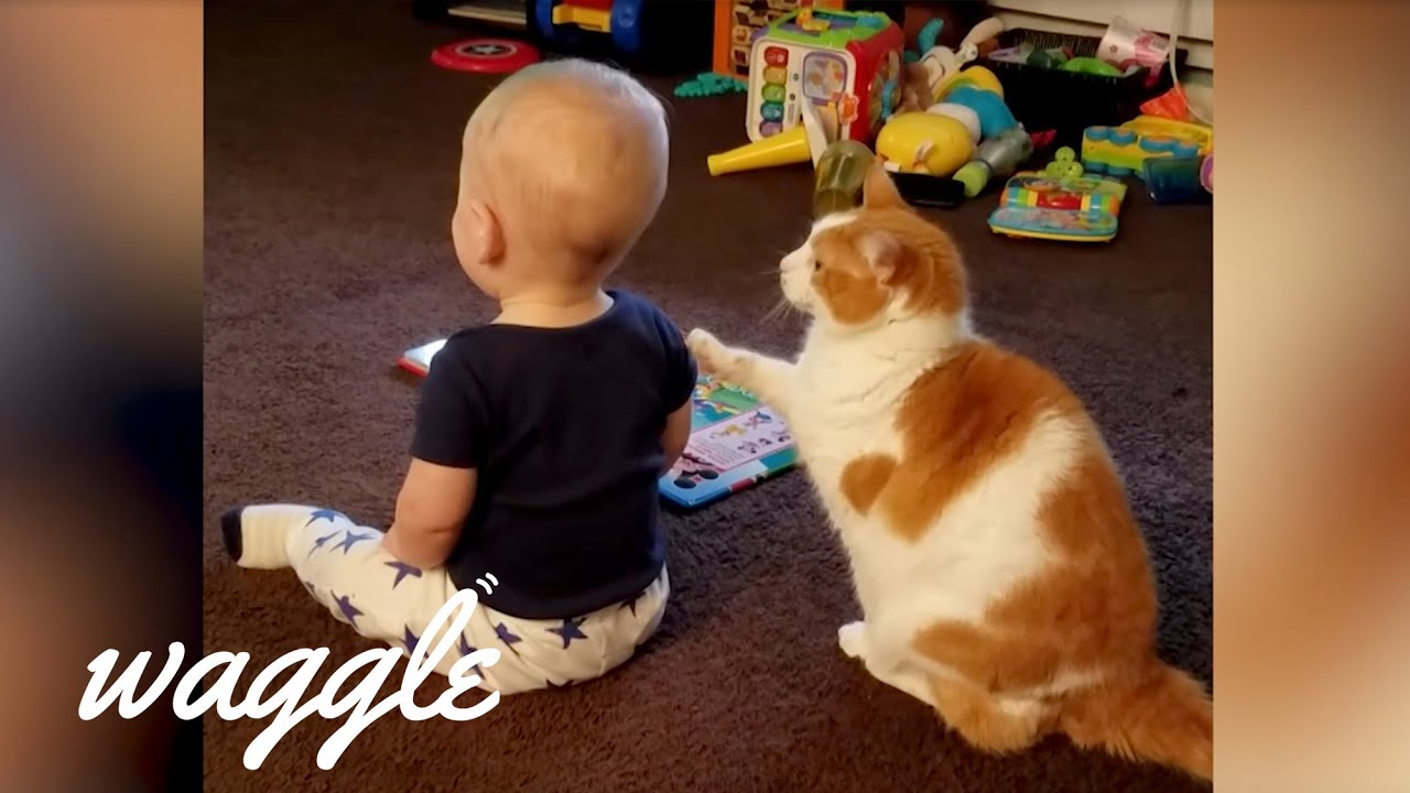 persami smp Give Me Pets | Try Not to Aww Challenge