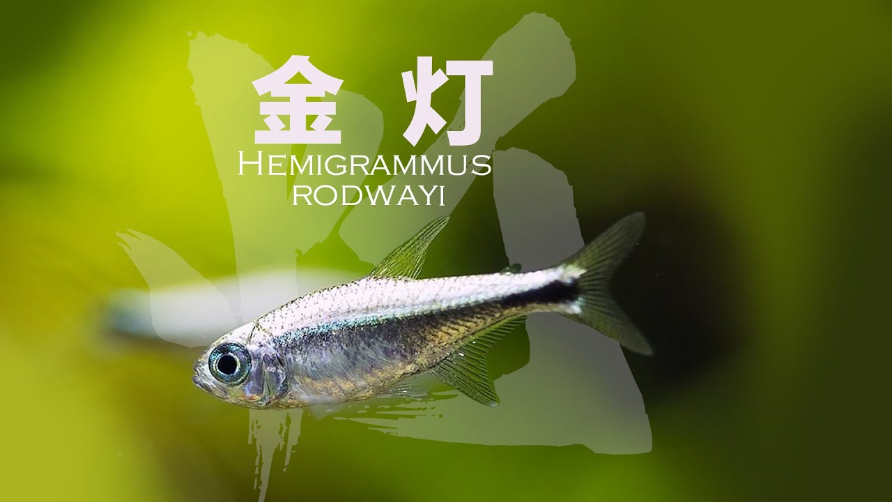 金灯，Hemigrammus rodwayi，Gold tetra