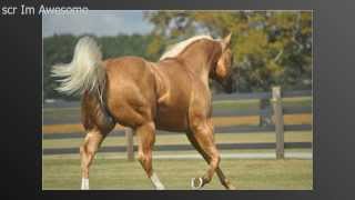 scr Im Awesome AQHA Stallion