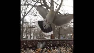 White Wing Dove landing in slow motion on goldfinches