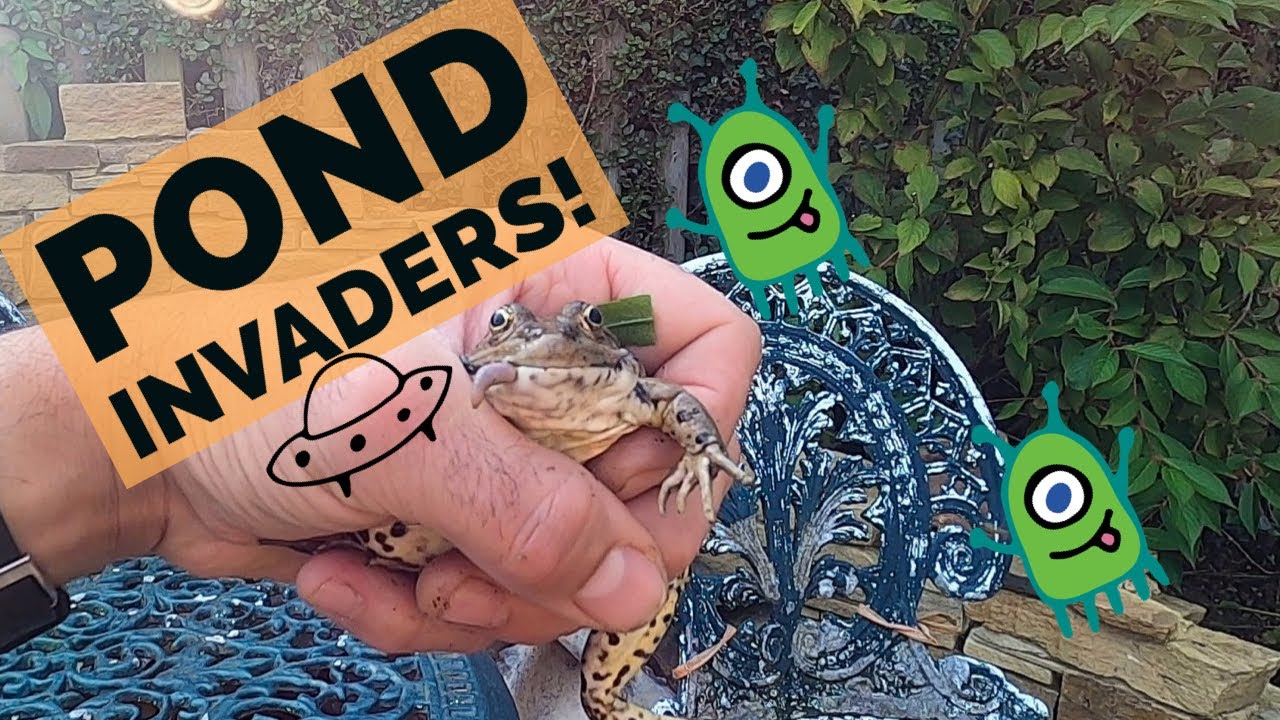 The March of the Marsh frog; a story of how this charismatic croaker is spreading throughout the Uk!