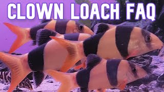 Answering Clown Loach Questions | FAQ