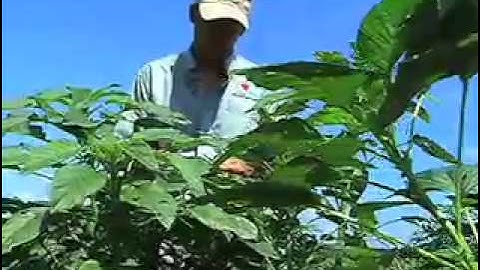 Palmer Amaranth (Pigweed) Threat To Georgia Crops