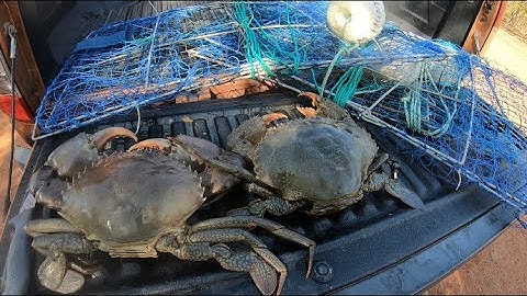 How to clean mud crabs | Tips & tricks