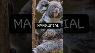Two examples of herbivorous marsupials are Kangaroos and Koalas