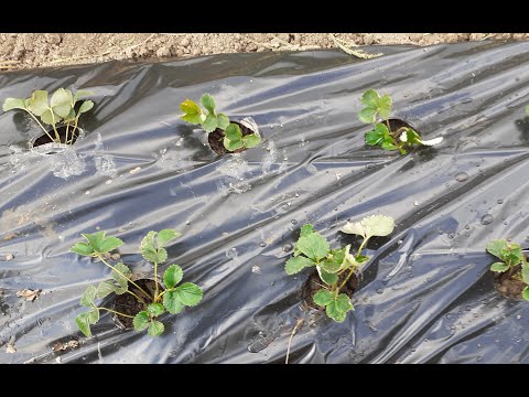 Video: Gladiolus Muriel: Opis Dvobojne Acidantere (dvobojne), Sadnja I Njega Na Otvorenom Polju, Metode Uzgoja