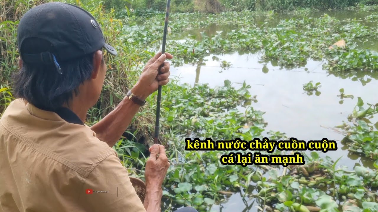 Câu cá rô kênh nhất tháp mười (video 118)@3ruongFishing 