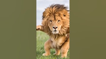 Yeh Lion Toh Full Entertainer Nikla 😂🦁| #shorts #ytshorts #ai