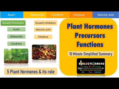 5 Major Plant Hormones, Precursors and their Function|| A Simplified Summary|| Biologyexams4u