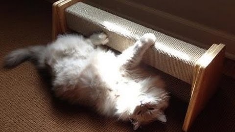 Horizontal Cat Scratching Post - Felix Katnip Tree Company Scratching Beam Review - Floppycats