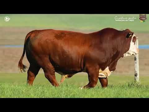 LOTE 56 - TAT TE57 M Braford