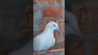 Pigeon Short Video | ( giribaz kobutor ) #- Short