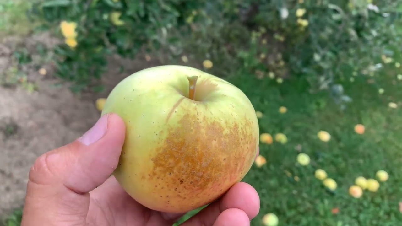 Hawaii Apple on G.11 - Cummins Nursery - Fruit Trees, Scions, and