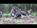 TURKEY SEASON OPENING DAY - (Raw Footage)