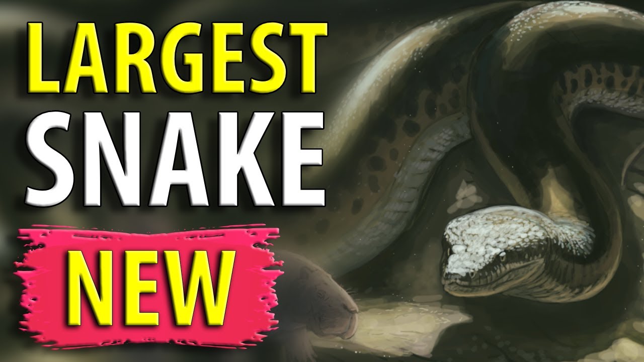 Vasuki Indicus NEW Species Of Prehistoric Snake Bigger Than Titanoboa vasuki-indicus-new-species-of-prehistoric-snake-bigger-than-titanoboa