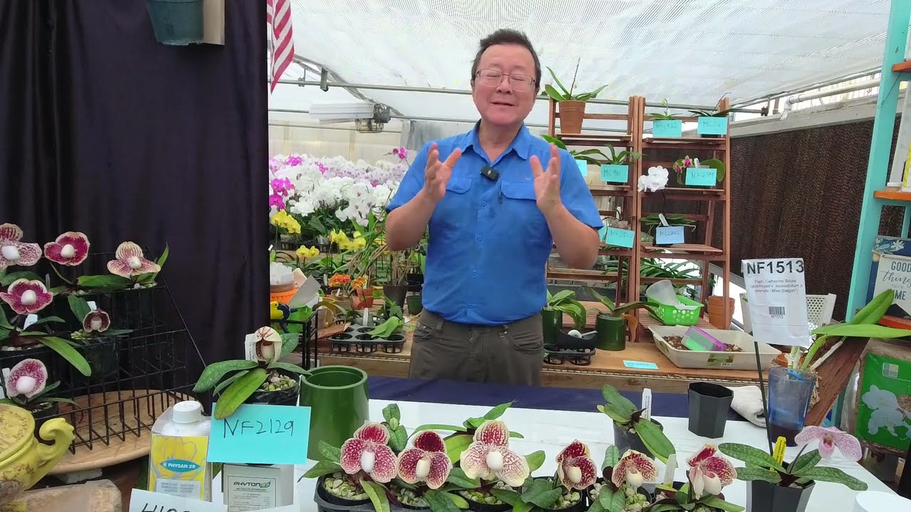 Norman Fang Live!  Episode 104 Growing Paphiopedilum leucochilum -  Jewel Lady’s Slipper of Thailand