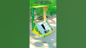 ⚡Genius Bird Trap! Catch Parrots & Pigeons Easily | Smart DIY Trap Idea #shorts#shortsfeed