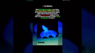 The Ghost Octopus Filmed 4,800 Meters Deep Will Haunt You!