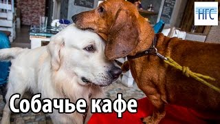 Собаки Чарли и Ремарк обедают в кафе Bau-Bau в Новосибирске Собаки Чарли и Ремарк обедают в кафе Bau-Bau в Новосибирске
