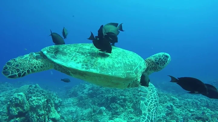 Scientists' Hilarious Reaction to Bizarre Deep-Sea Fish