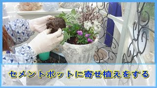 手作りのセメント植木鉢に寄せ植えしました。私の庭造り