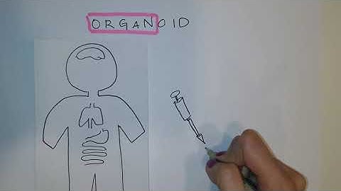 What is an organoid? - lay definition